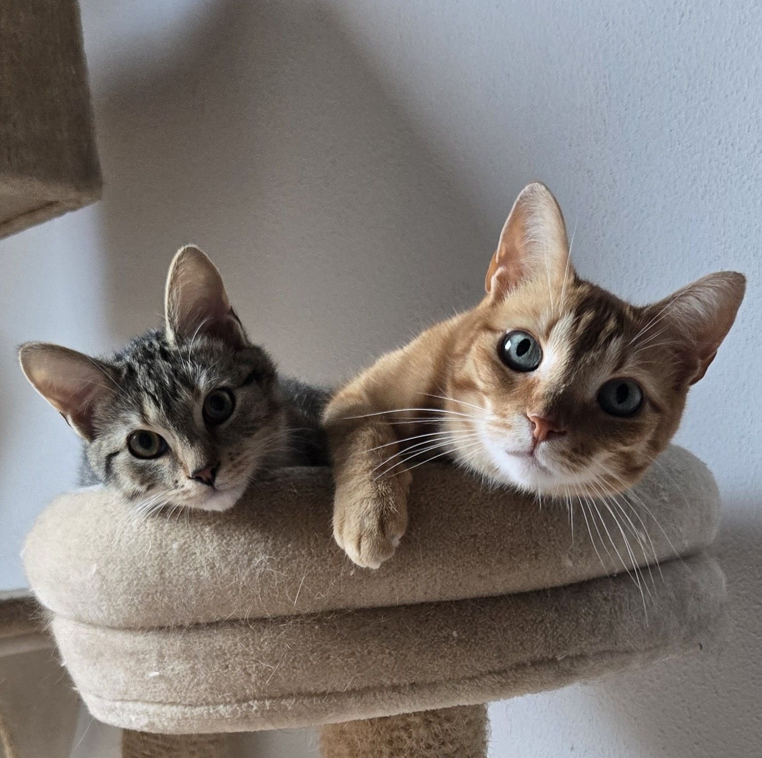 B&F Animal Care Kattenoppas Ridderkerk - Professionele kattenverzorging aan huis